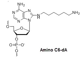 Bio-Synthesis Inc. Oligo Structure